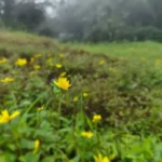 Gallery Thumbnail 1