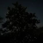 Gallery Thumbnail 7