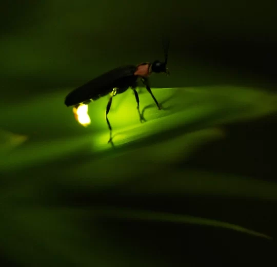 Prabalmachi Fireflies Camping