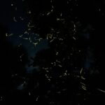 Gallery Thumbnail 0