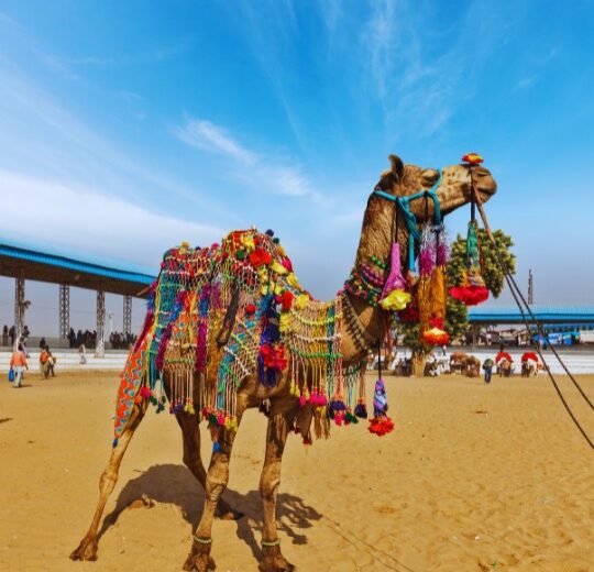 Colors of Pushkar