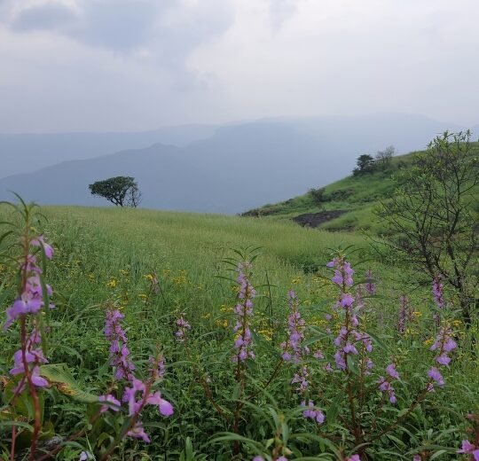Flower Special Trek to Kenjalgad & Raireshwar