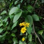 Gallery Thumbnail 4